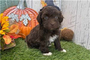 Langston - Havanese for sale
