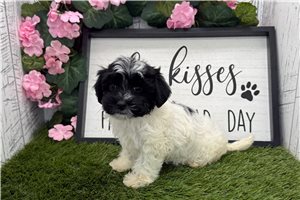 Connie - Havanese for sale