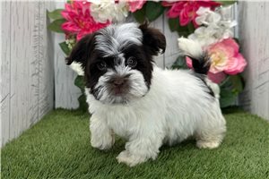 Katalina - Havanese for sale