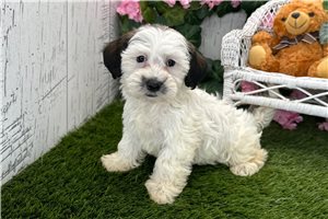 Vicky - Havanese for sale