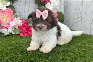 Jessica - Havanese for sale