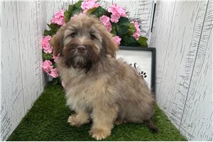 Legend - Havanese for sale
