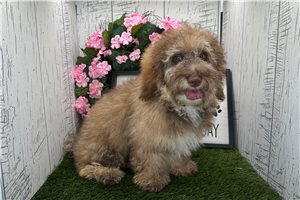 Henry - Havanese for sale