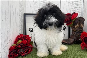 Draco - Havanese for sale