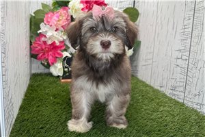 Sarah - Havanese for sale