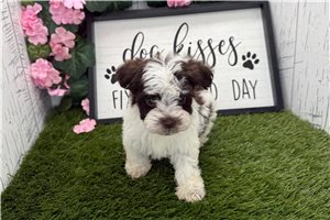 Tosha - Havanese for sale