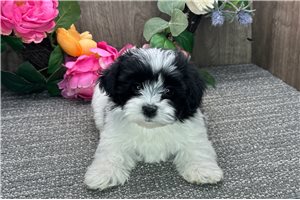 Ava - puppy for sale