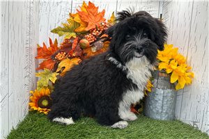Brett - Havanese for sale
