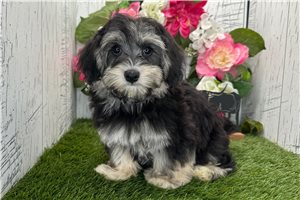 Mack - Havanese for sale