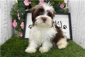 Dallas - Havanese for sale