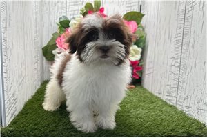 Bart - Havanese for sale