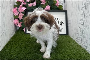 Kash - Havanese for sale