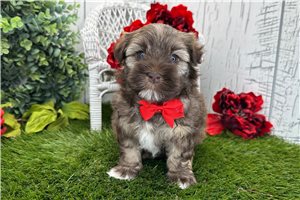 Legend - Havanese for sale