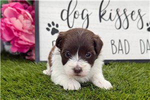 Joanna - Havanese for sale