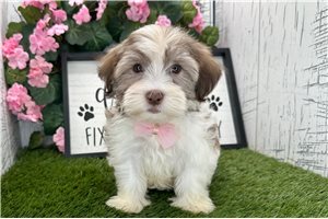 Kodiak - Havanese for sale