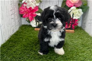 Byron - Havanese for sale