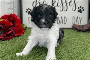 Norris - puppy for sale