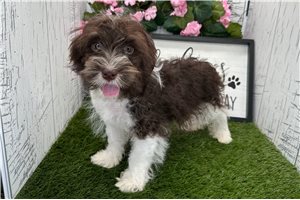 Christopher - Havanese for sale