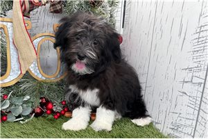 Elizabeth - Havanese for sale