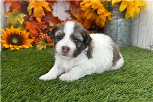 Brooke - puppy for sale