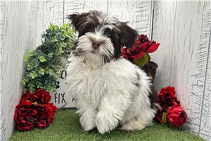 Zuma - Havanese for sale