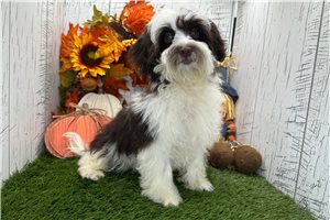 Tina - puppy for sale