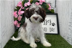 Nora - Havanese for sale