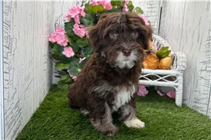 Drake - Havanese for sale