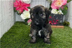 Halo - Havanese for sale