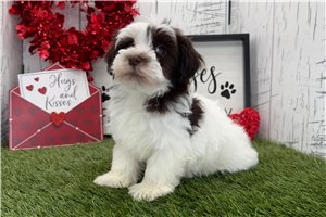 Graham - Havanese for sale