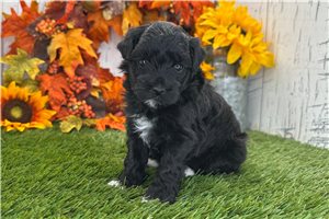 Willow - puppy for sale