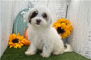 Cindy - Havanese for sale
