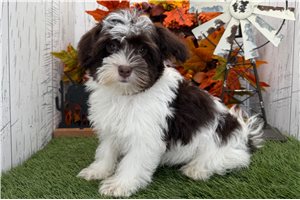 Keturah - puppy for sale