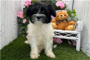 Cookie - Havanese for sale
