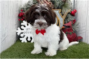 Rowan - Havanese for sale