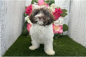 Elizabeth - Havanese for sale