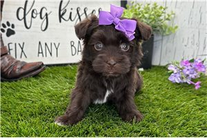 Grace - Havanese for sale