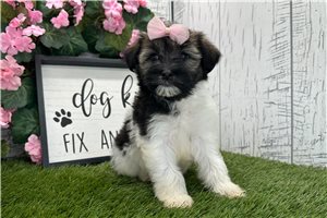 Saturn - Havanese for sale