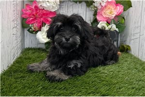 Mister - Havanese for sale