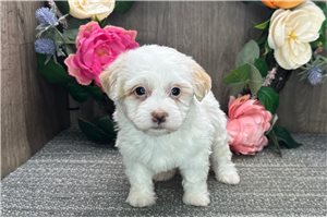 Aria - Havanese for sale