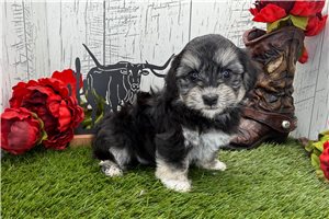 Mack - Havanese for sale