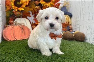 Easton - Havanese for sale