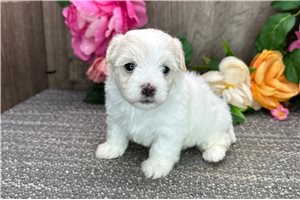 Lark - puppy for sale