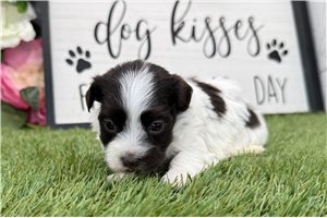Ocean - puppy for sale