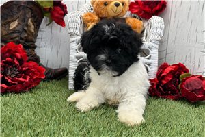 Norris - Havanese for sale