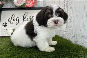 Zuma - Havanese for sale