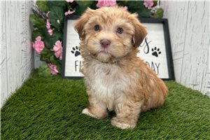 Hamilton - Havanese for sale