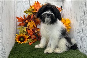Cookie - Havanese for sale