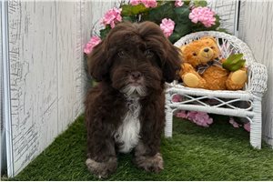 Dylan - Havanese for sale