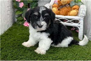 Zion - Havanese for sale